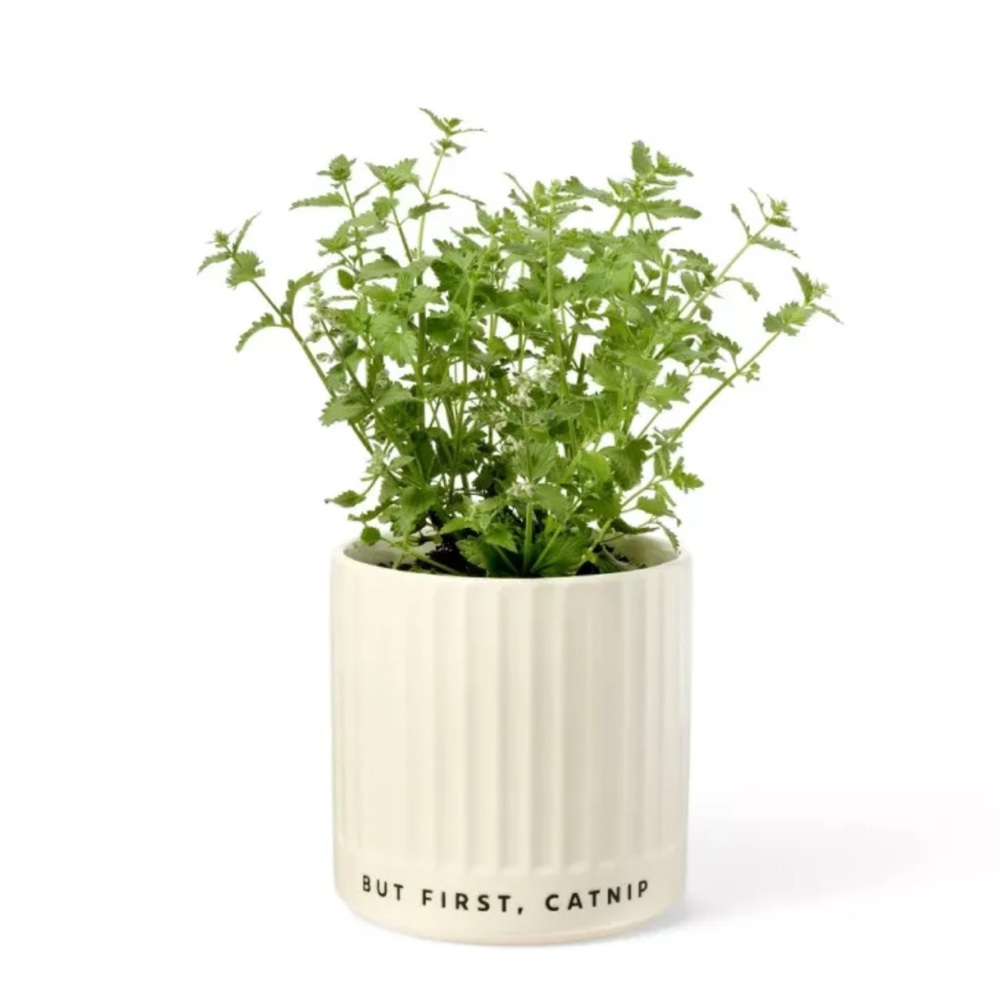 CUDDLE COLLAB NWT but first, catnip planter -cream